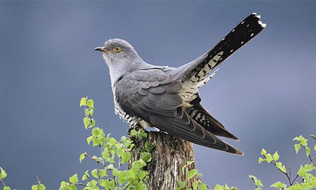 cuckoo_460x276.jpg