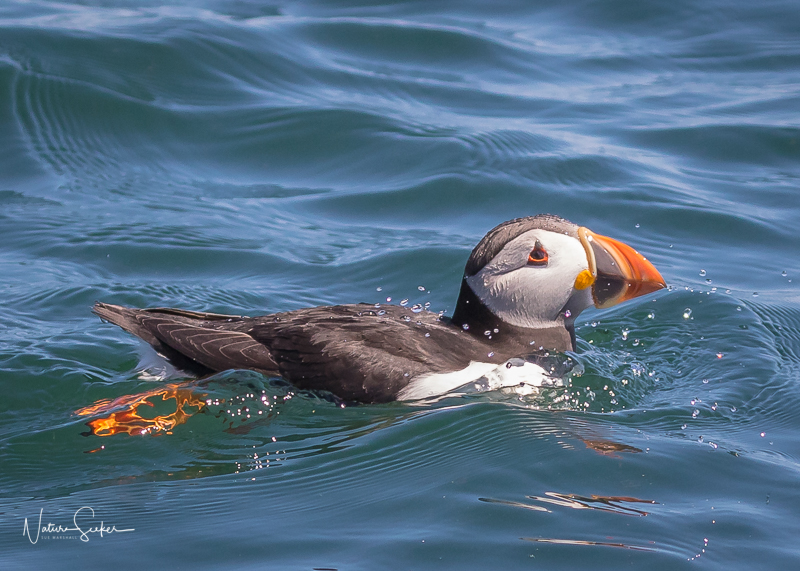 puffin4.jpg