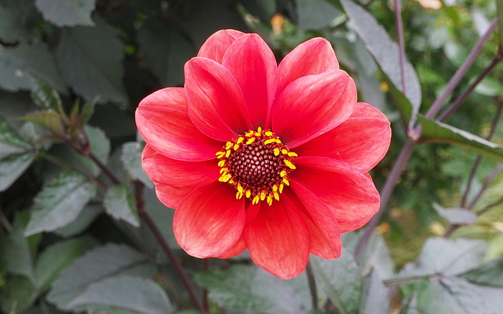 A late summer walk around Brockwell Park's Walled Garden