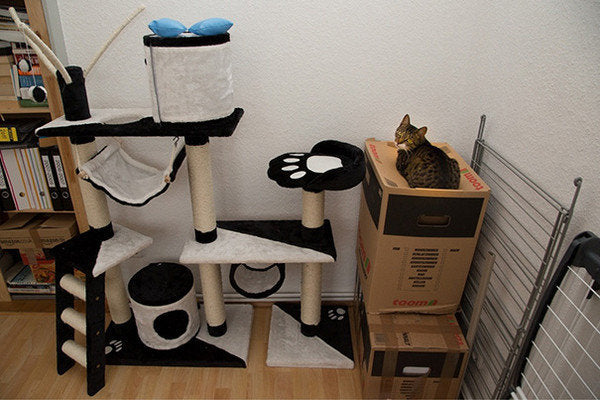 complex and new looking cat tree / climbing frame thing.  next to it, there is a large cardboard box.  a tabby cat is sat on top of the cardboard box, looking generally relaxed, and looking back over their shoulder with a look of disdain towards the photographer