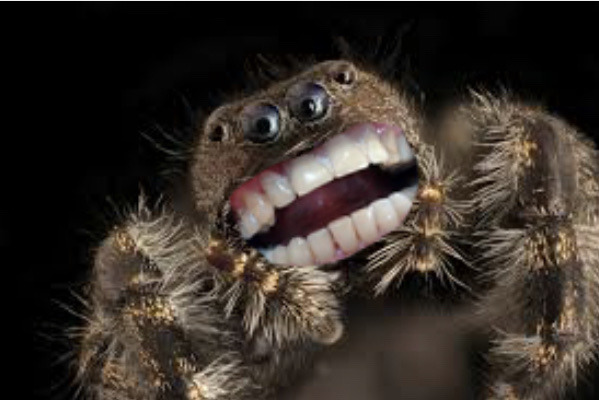 spider with human teeth