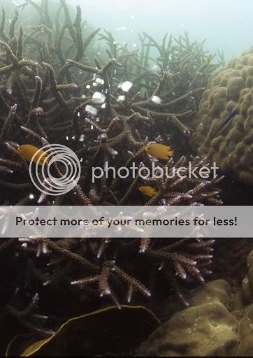 BobHalstead_DobuIsland_coral_May200.jpg