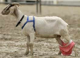 goat+panties.jpg