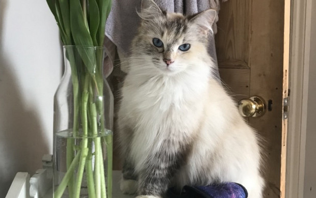 Missing cat in Brixton - have you seen Margot? 