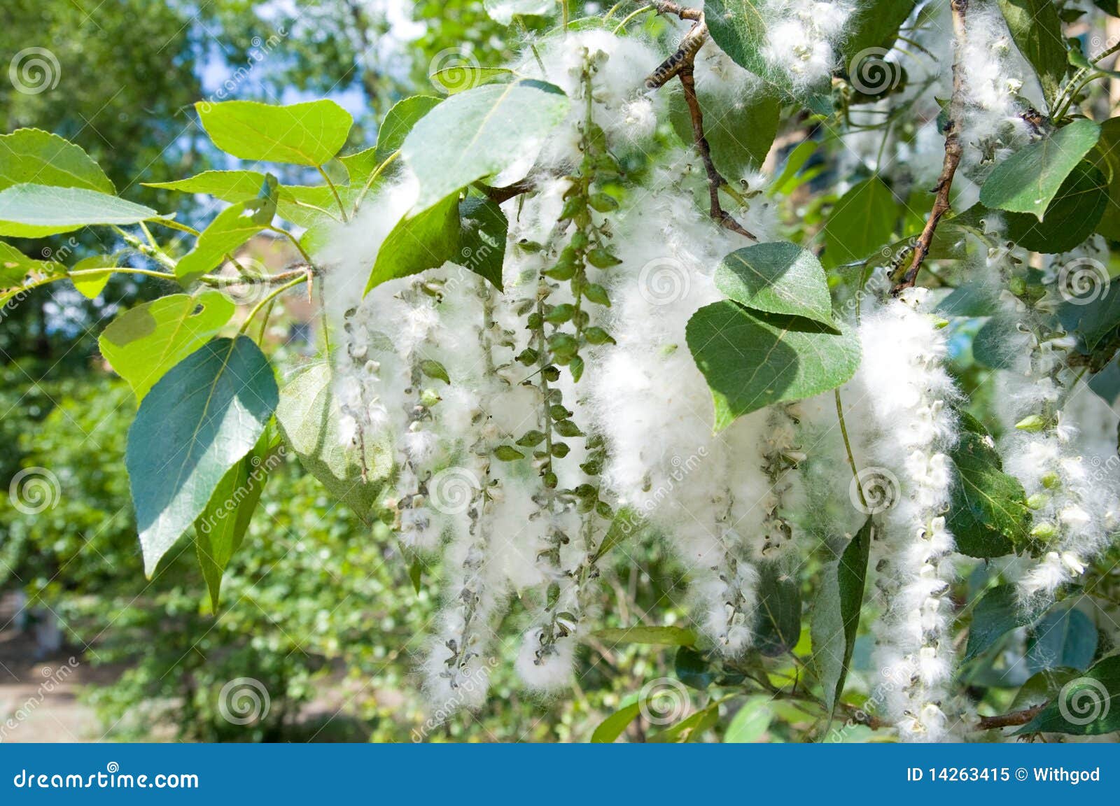 poplar-seed-tufts-14263415.jpg