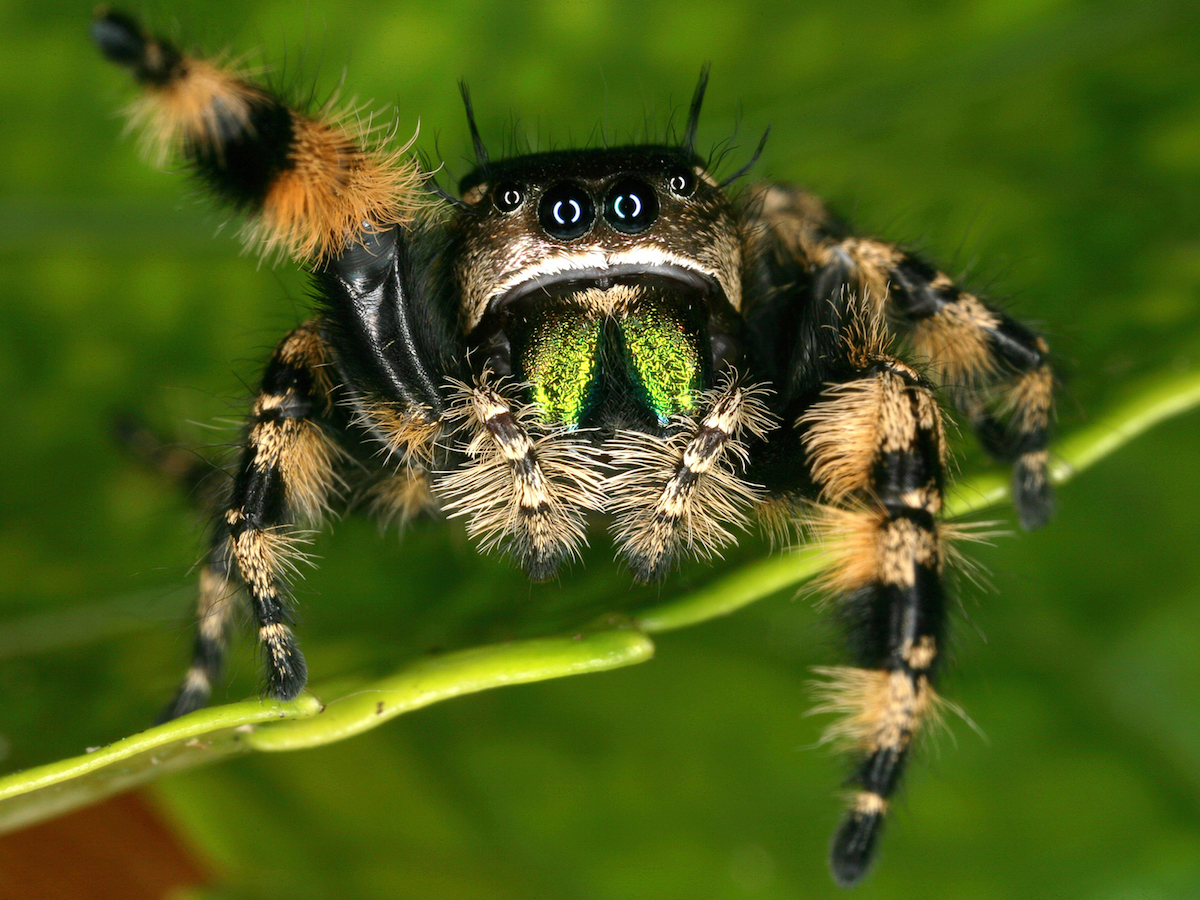 jumping-spider.jpg