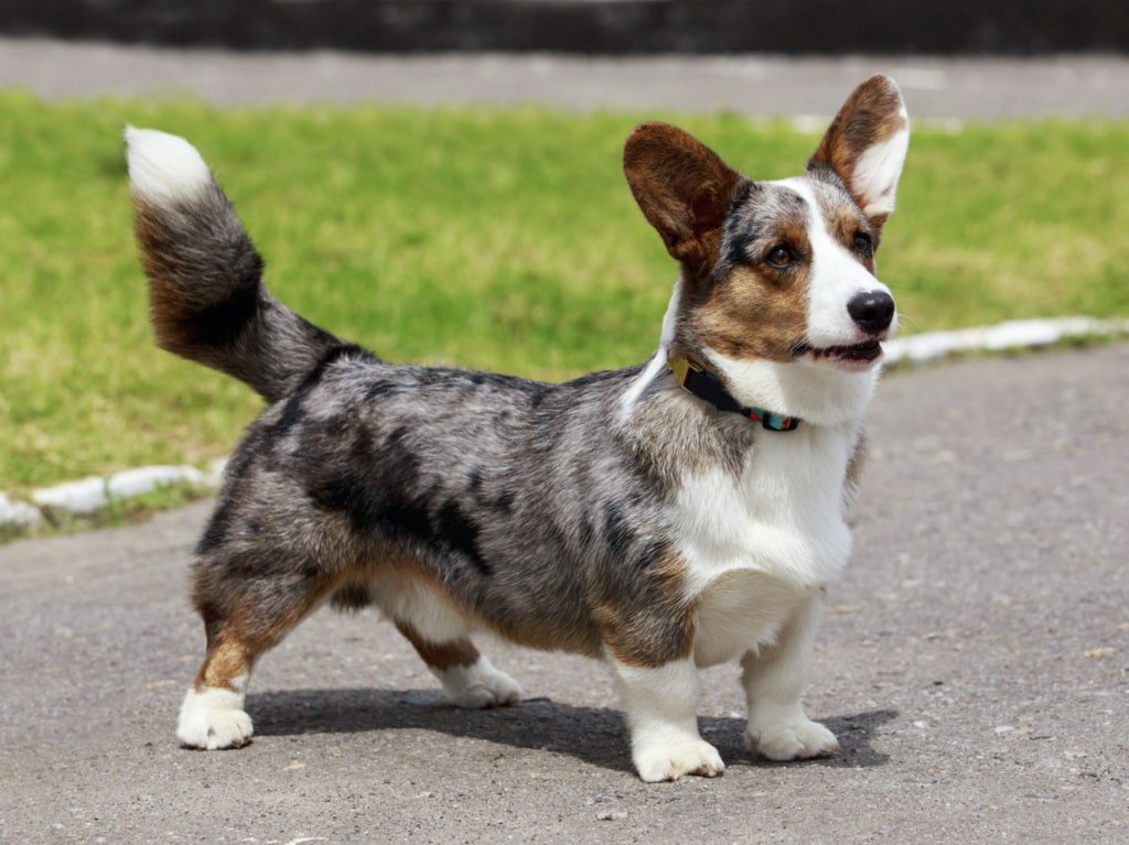 Cardigan-Corgi-With-A-Tail.jpg