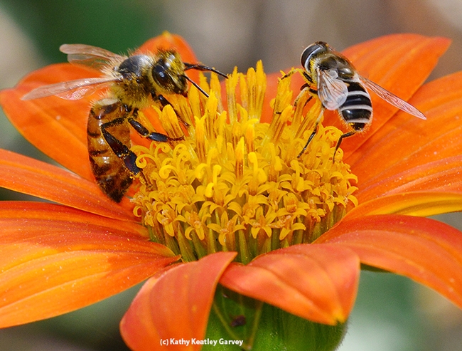 hoverfly1.jpg