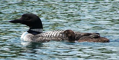 Common_Loon.jpg