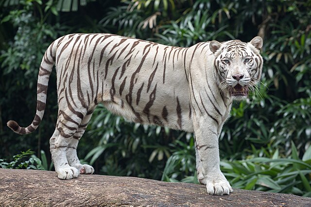 640px-Standing_white_tiger.jpg