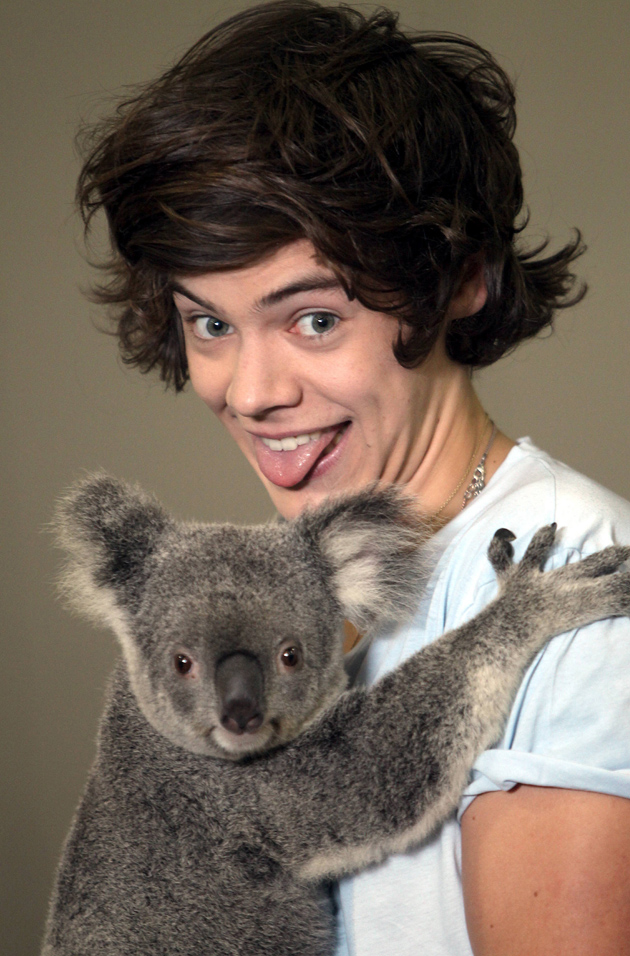 harry-styles-koala-new-1.jpg