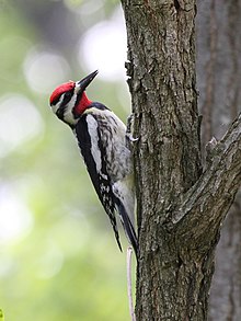 220px-Sphyrapicus_varius.jpg