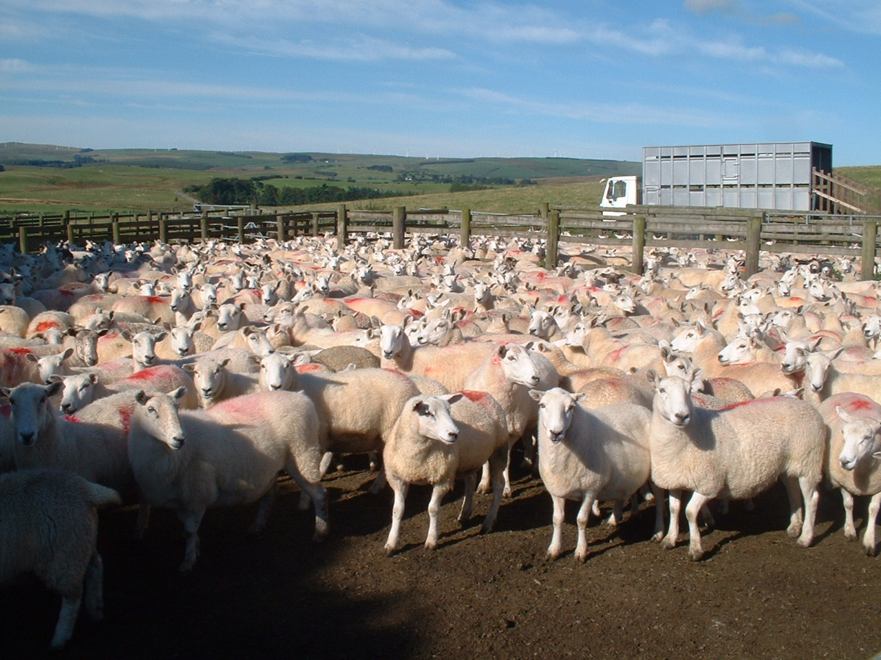 Ewes_in_Pen_on_Dolfor_Hill.JPG