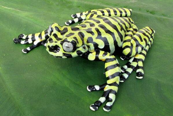 tigers tree frog - yellow and black striped frog