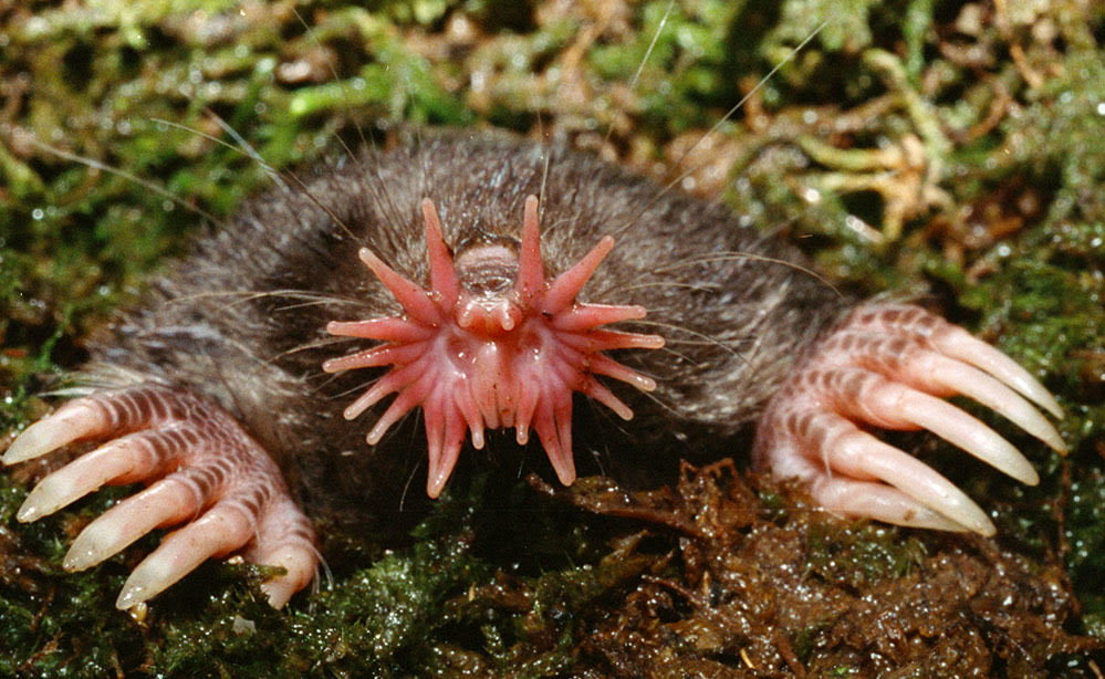 star nosed mole