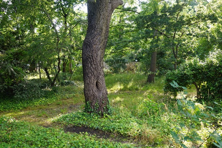 In photos: Durand Gardens, a private park in Stockwell