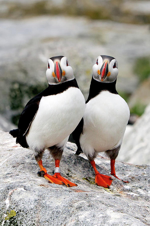 pair-of-puffins-betty-wiley.jpg