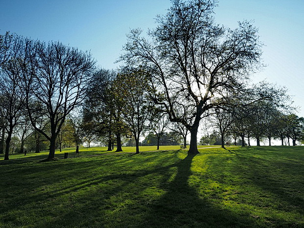 Brockwell Park, trees and shadows - photo feature, April 2020