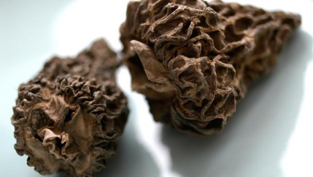 morel_16x9.jpg