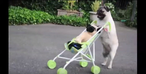 dog_pushing_stroller.jpg