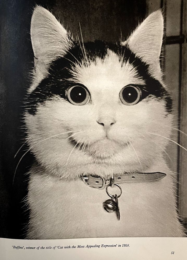 Black and white photo of a very cute shorthaired white cat with symmetrical black markings on the sides of its head, looking with a wide eyed expression at the viewer. Text below the photo reads “Buffins, winner of the title of Cat with the Most Appealing Expression in 1958.