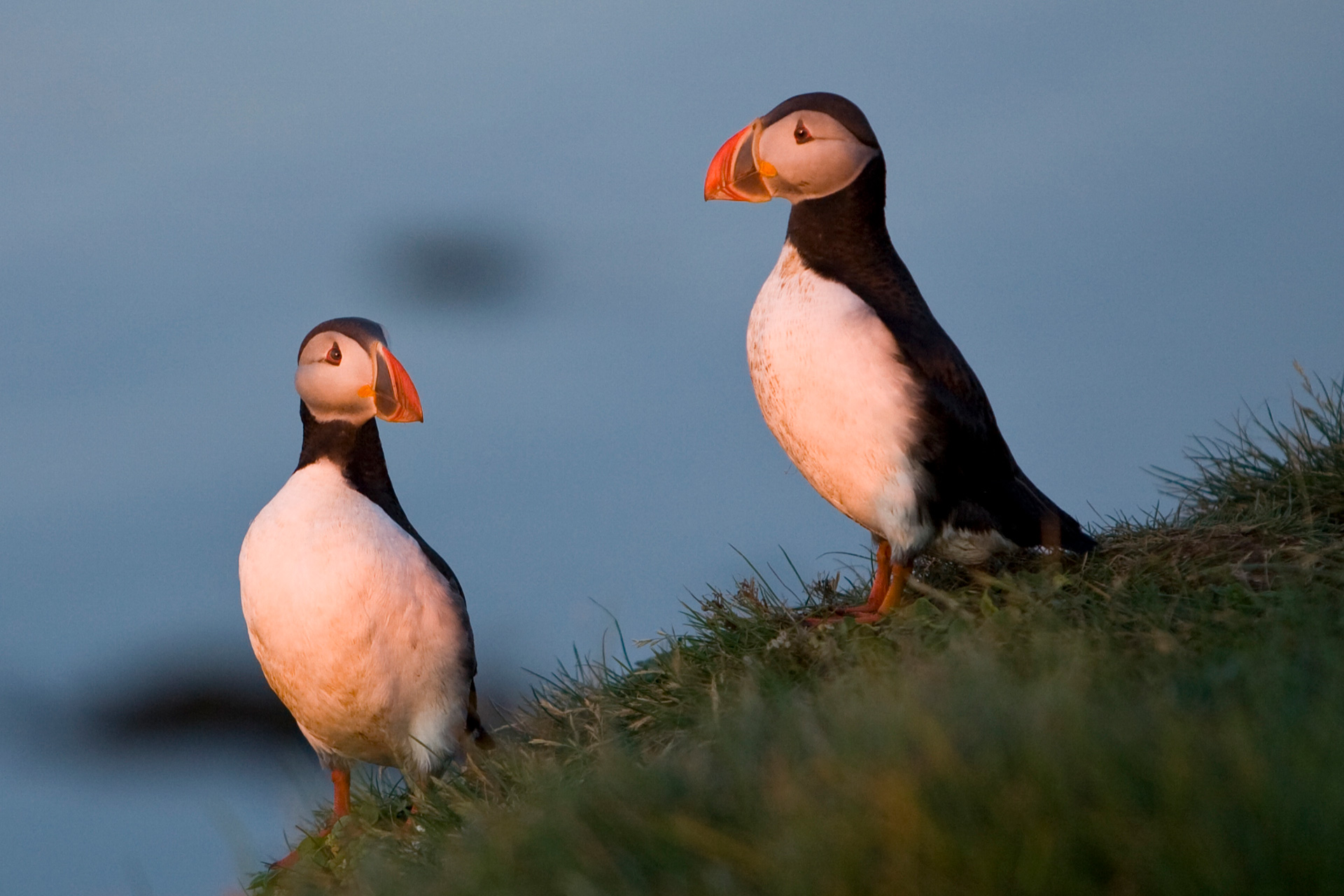 puffins-in-puffin-island.jpg