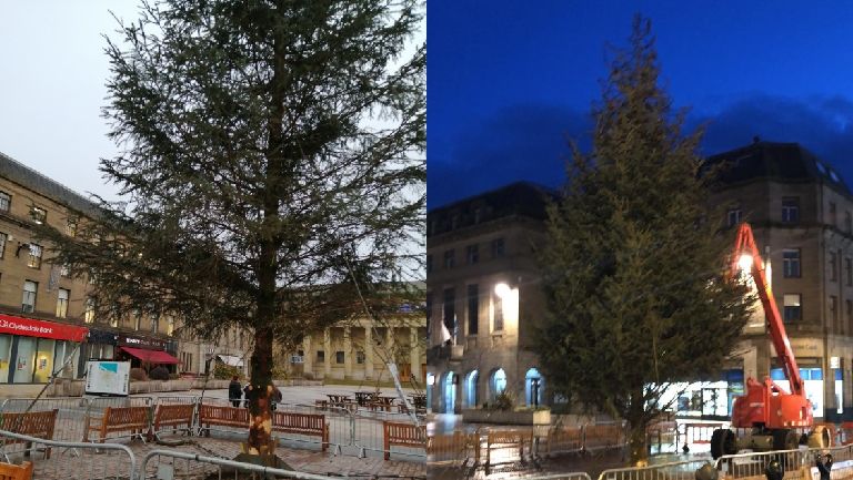 623682-the-tree-before-and-after.jpg