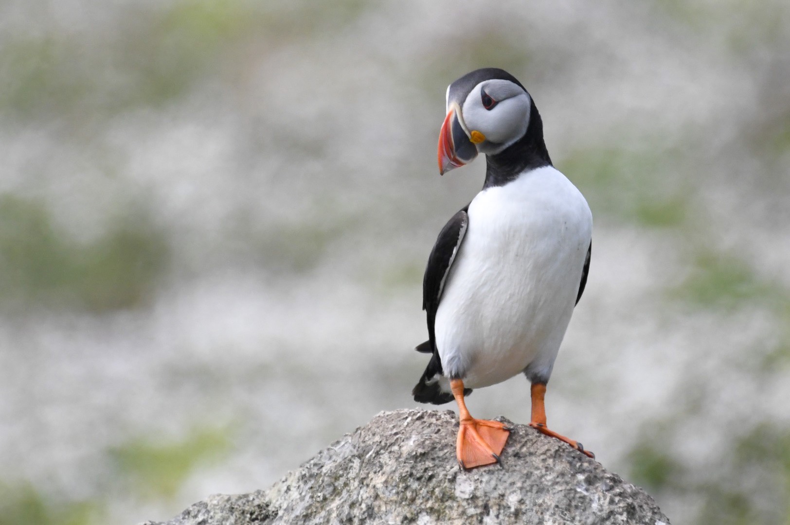 a puffin stood on a rock