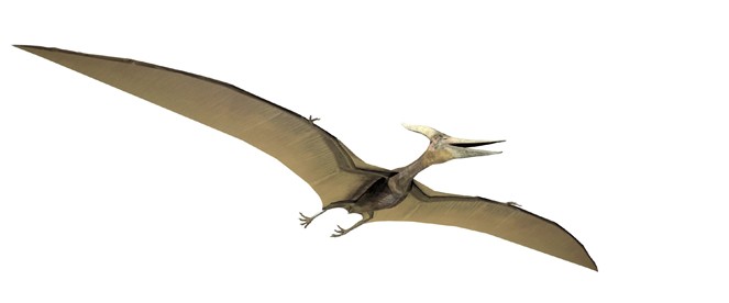 pterodactyl_532f.jpg