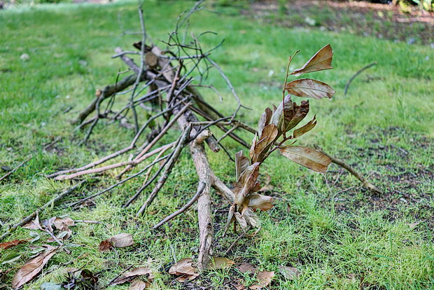 The temporary twig and branch sculptures of Ruskin Park - in photos