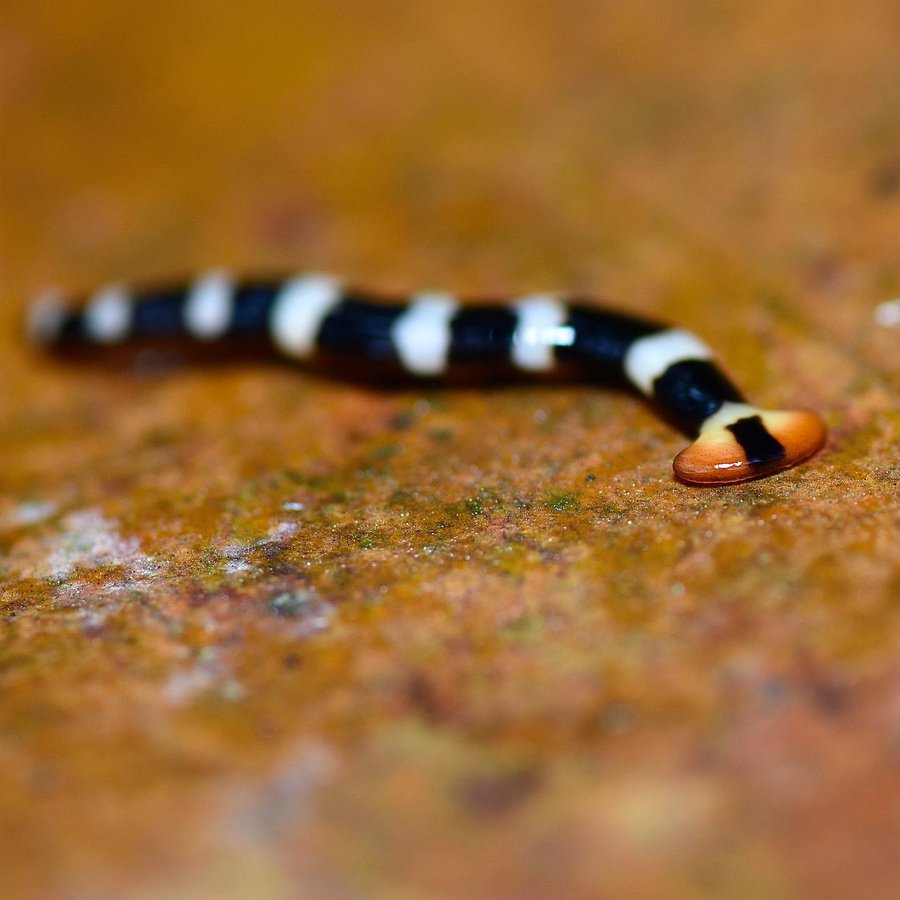 hammerhead flatworm