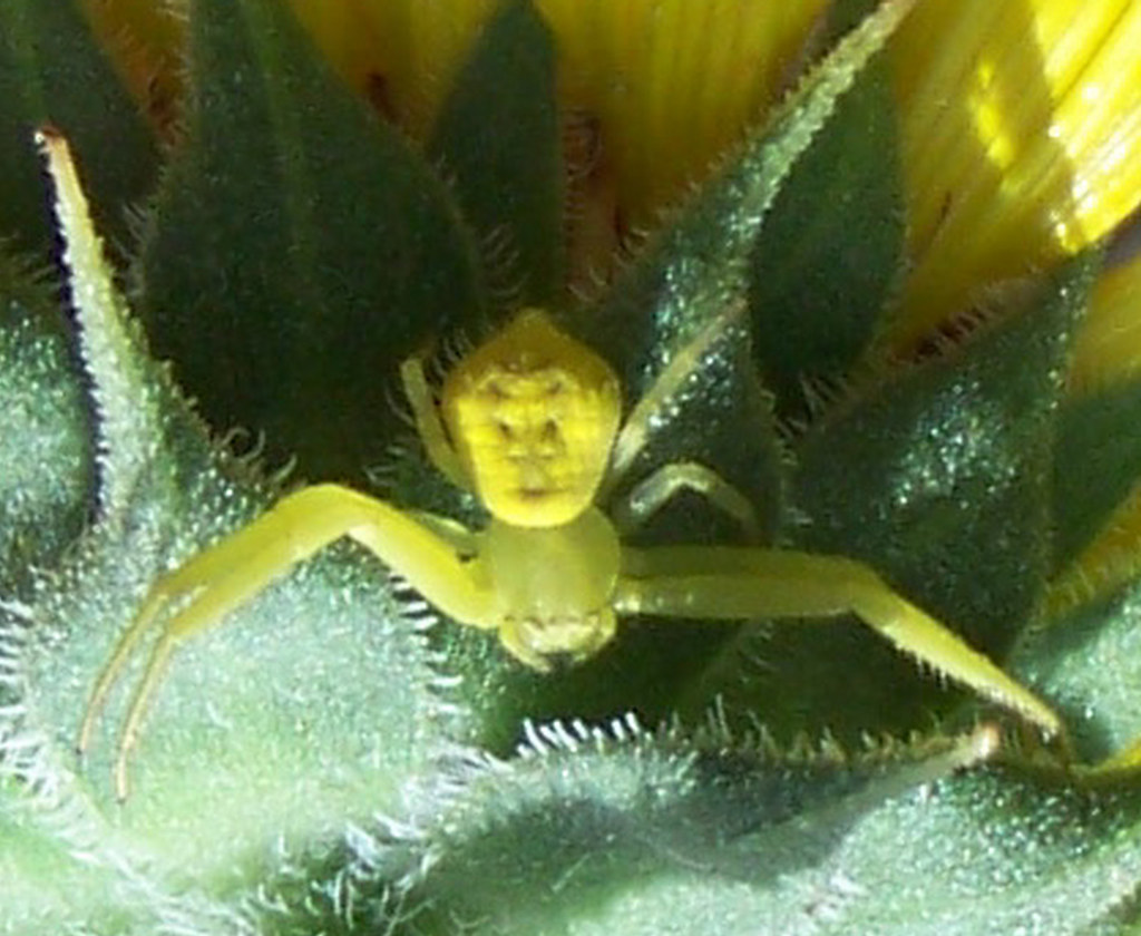 a yellow spider sitting on a plant with what appears to be a human face on its abdomen