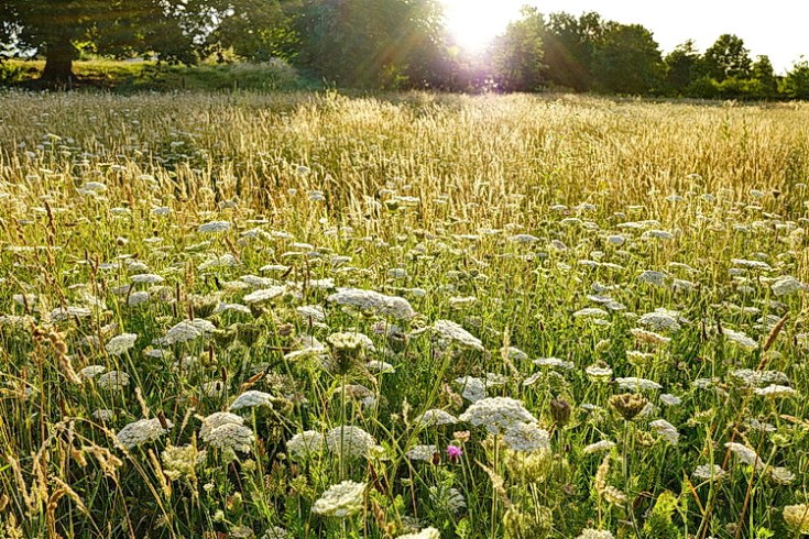 In photos: the beauty of Brockwell Park's wildflower meadow