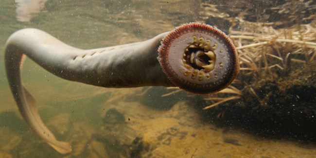 Pacific_lamprey_facing_right.jpg