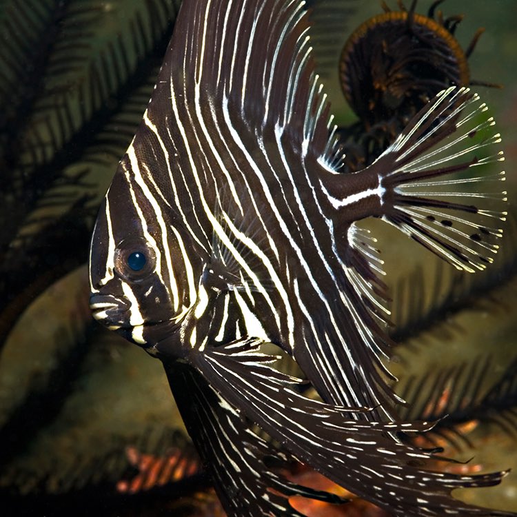 zebra batfish