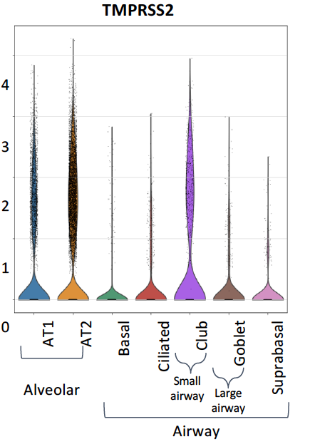 TMPRSS2 expression in various respiratory tract cell types.