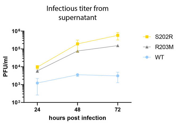 Impact of mutations in SARS-CoV-2 N on viral titre.