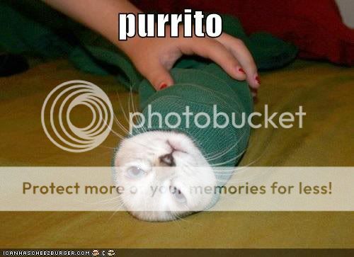 purrito.jpg