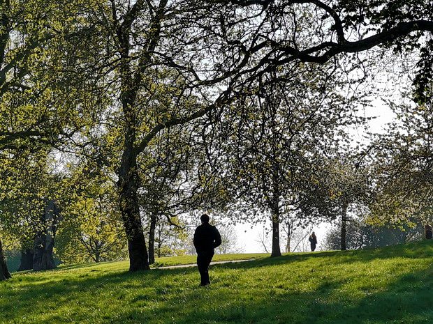 Brockwell Park, trees and shadows - photo feature, April 2020