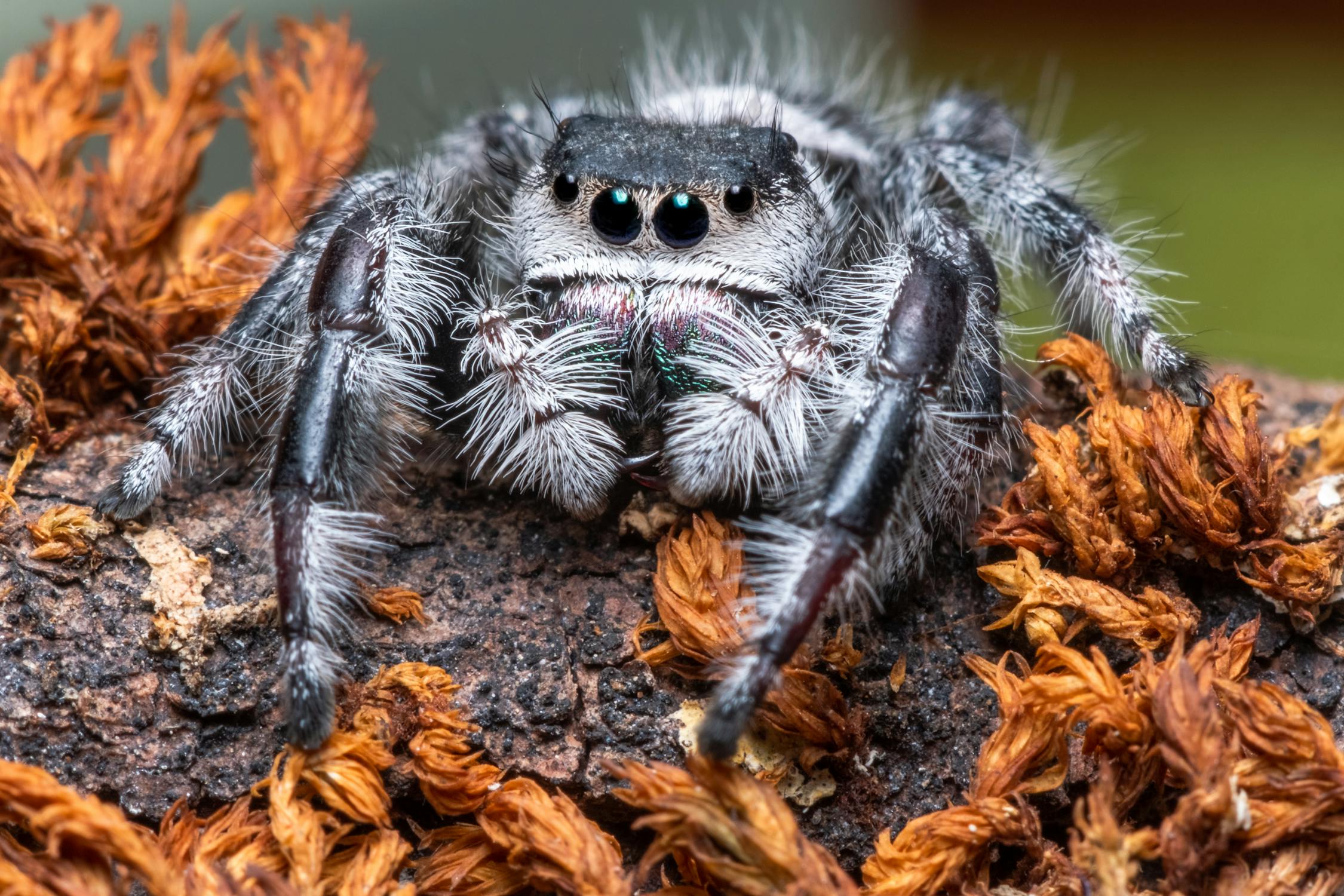 a black spider with white hairs sitting on a branch covers in brown/orange dead foliage