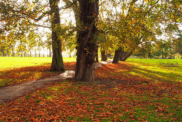 autumn-ruskin-park-05.jpg