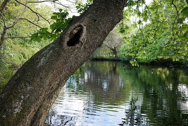 In photos: Belair Park and the ancient River Effra, West Dulwich, south London