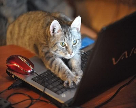 cats-love-computers-18.jpg