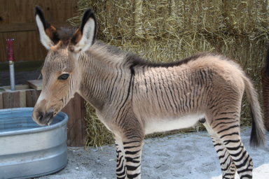 zonkey.jpg