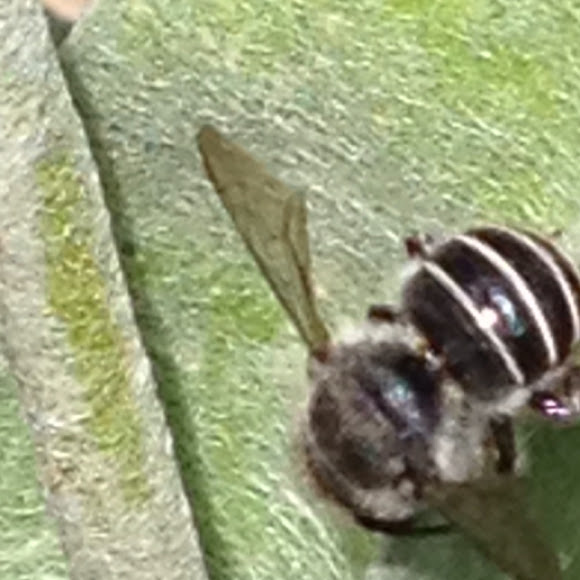 black and white stripey bee