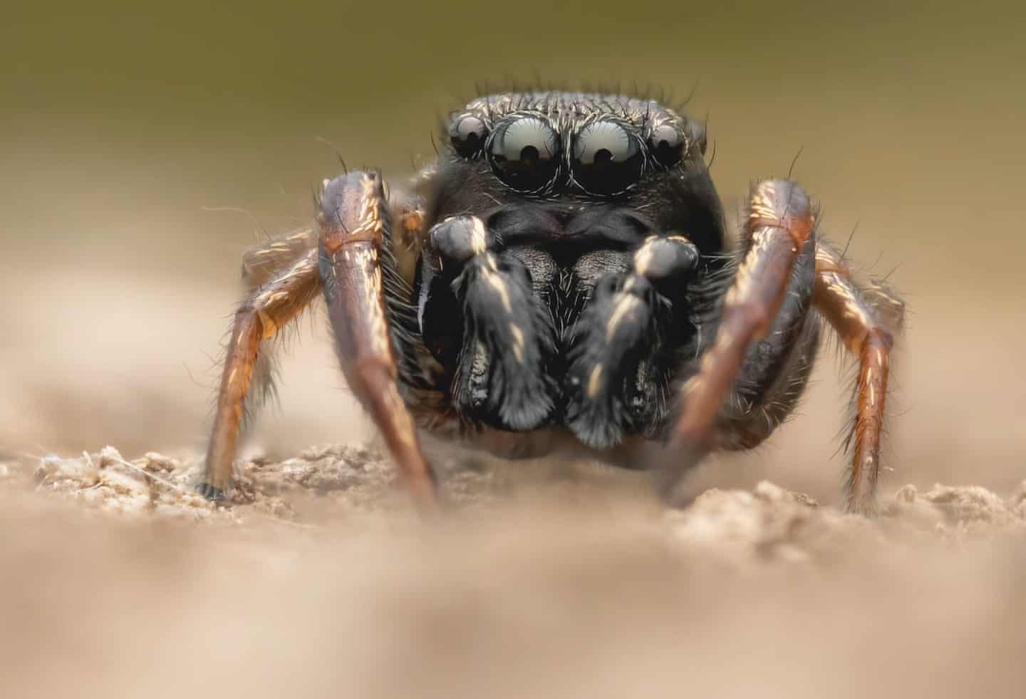 a lovely jumping spider.  photo by Joshua Garbutt