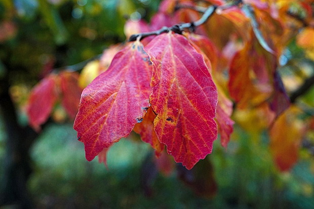 brockwell-park-autumn-2016-11.jpg