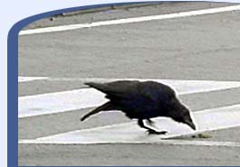 01crow.jpg