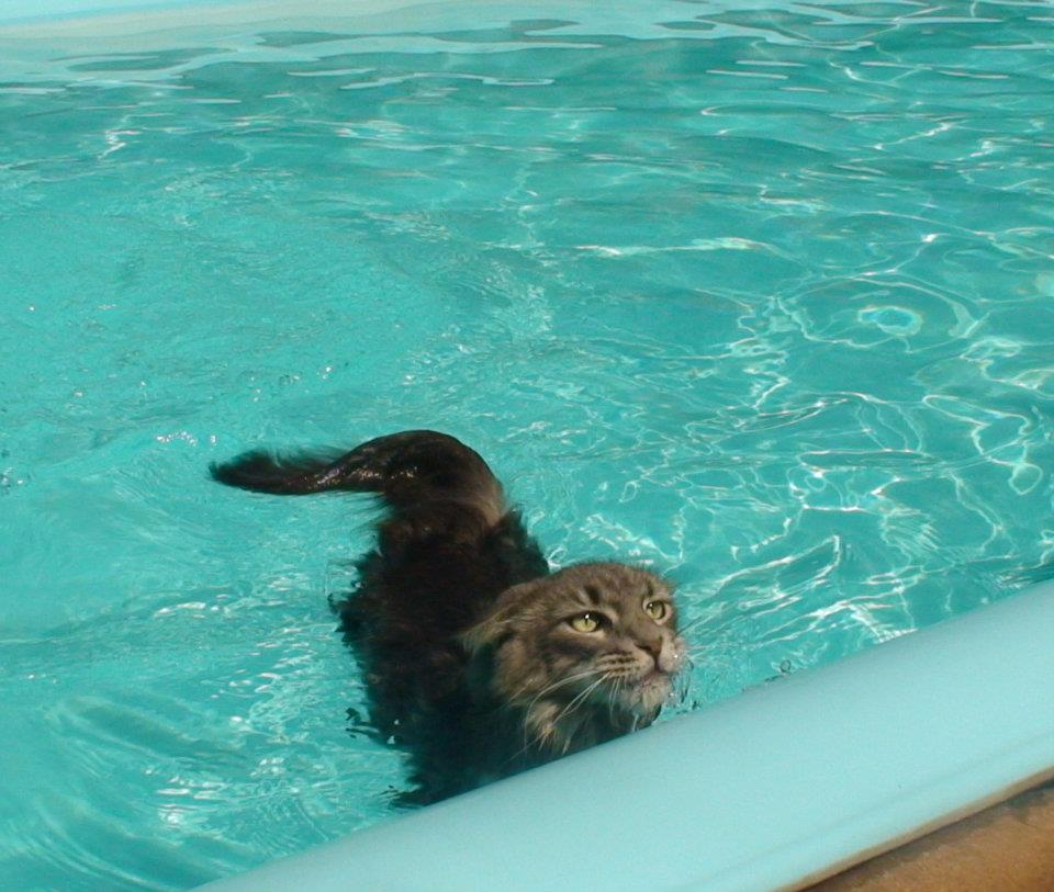 maine-coon-loves-water-1.jpg