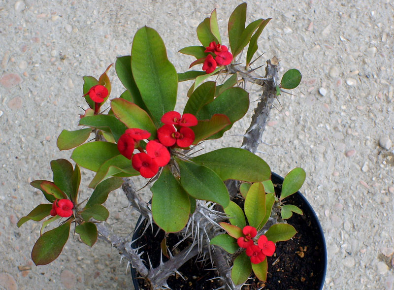 euphorbia_milii_v_splendens_2_440.jpg